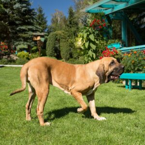 Fila Brasileiro