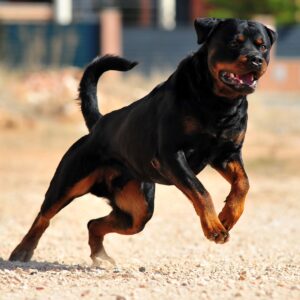 Rottweiler
