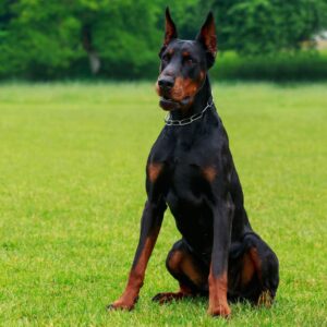 Doberman