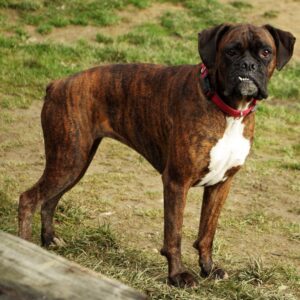 Boxer