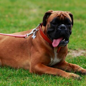 Bullmastiff