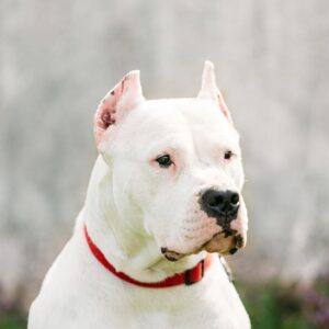 Dogo Argentino