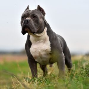 Pit Bull