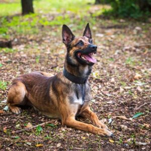 Pastor Belga Malinois