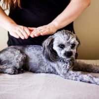 REIKI EM ANIMAIS