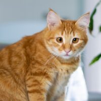 NOMES PARA GATOS