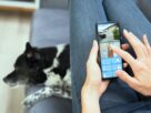 aplicativos para pet