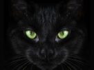 curiosidades sobre gato preto