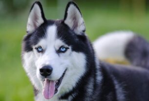 nomes para cachorro husky