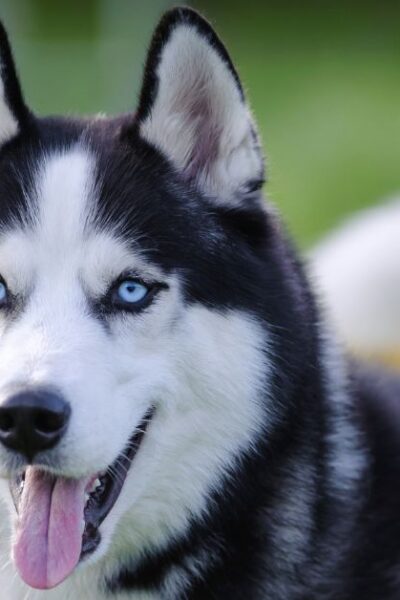 nomes para cachorro husky