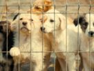 ongs de animais