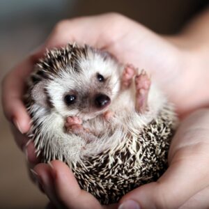 ouriços como animais de estimação