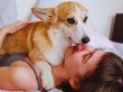 por que seu cachorro te lambe